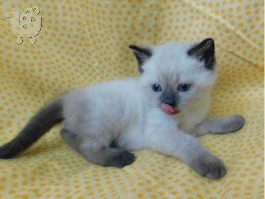 PoulaTo: Επικοινωνήστε μαζί μου μέσω Viber: ( +63-945-413-6749 ) Affectionate Birman